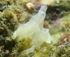 Clathrina