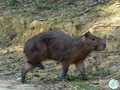 Hydrochoerus hydrochaeris