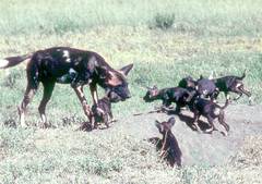 African Wild Dog photo 5