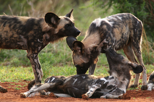 African Wild Dog, photo 7 of 8