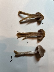 Cortinarius athabascus