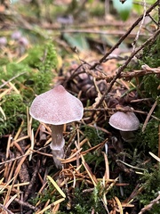 Cortinarius athabascus