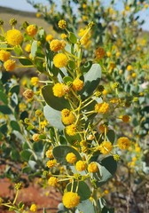 Acacia bivenosa