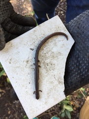 Batrachoseps attenuatus