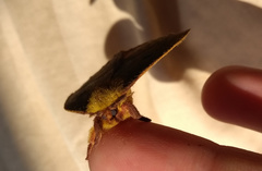 Catacantha ferruginea