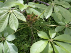 Godmania aesculifolia