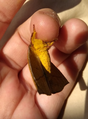 Catacantha ferruginea