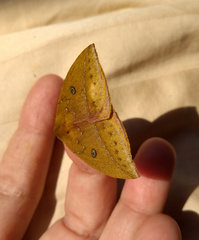 Catacantha ferruginea