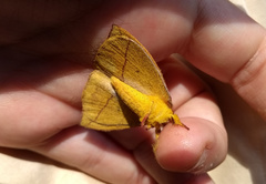 Catacantha ferruginea