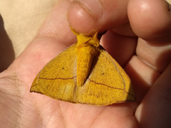 Catacantha ferruginea