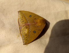 Catacantha ferruginea