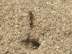 Chelaner antarcticus