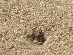 Chelaner antarcticus