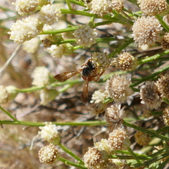 Dieunomia nevadensis
