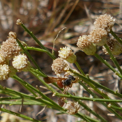 Dieunomia nevadensis