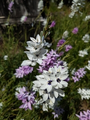 Ixia polystachya