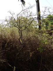 Libidibia paraguariensis