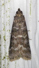 Ortholepis pasadamia