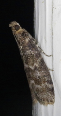Ortholepis pasadamia