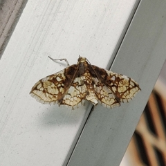 Omphisa anastomosalis