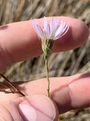 Almutaster pauciflorus