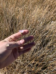 Almutaster pauciflorus