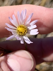 Almutaster pauciflorus