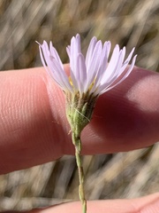 Almutaster pauciflorus