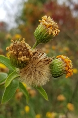 Heterotheca camporum glandulissima