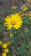 Heterotheca camporum glandulissima