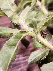 Heterotheca camporum glandulissima