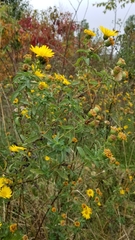 Heterotheca camporum glandulissima