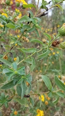 Heterotheca camporum glandulissima