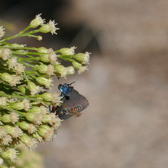 Dieunomia nevadensis