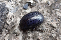 Chrysolina exanthematica