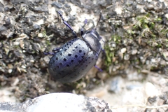 Chrysolina exanthematica
