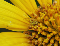 Misumenops maculissparsus