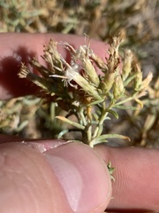 Ericameria albida
