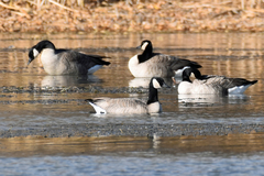Branta canadensis parvipes
