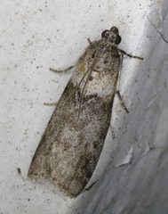 Meroptera pravella
