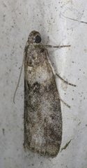 Meroptera pravella
