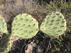 Opuntia × occidentalis