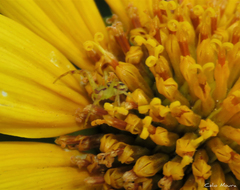 Misumenops maculissparsus