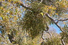 Phoradendron leucarpum tomentosum