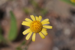 Acmella decumbens
