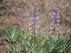 Lupinus multiflorus
