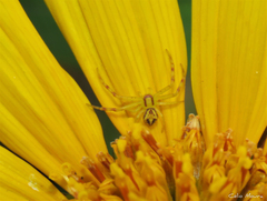 Misumenops maculissparsus