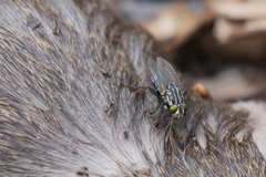 Sarconesia chlorogaster