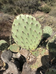 Opuntia × occidentalis