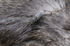 Sarconesia chlorogaster